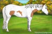 Horse Color:Silver Bay Splash Tobiano 