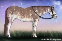 Horse Color:White Spotted Chocolate Brown Splash Rabicano  and White Spotted Chocolate Brown Splash Rabicano 