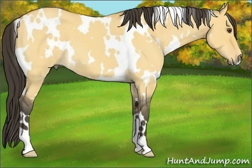 Horse Color:White Spotted Buckskin Roan Dun 