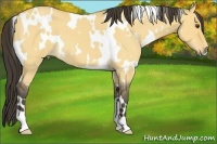 Horse Color:White Spotted Buckskin Roan Dun 