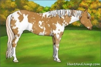 Horse Color:White Spotted Chestnut 