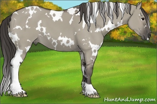 Horse Color:White Spotted Smoky Grullo 