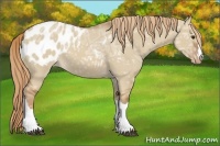 Horse Color:Red Dun Ice Appaloosa 