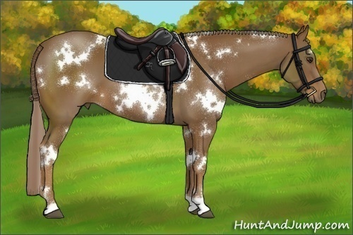 Horse Color:White Spotted Chocolate Palomino 