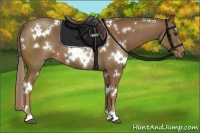 Horse Color:White Spotted Chocolate Palomino