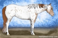 Horse Color:Chestnut Tobiano Frame Appaloosa
