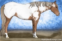 Horse Color:Chestnut Appaloosa