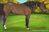 Horse Color:Buckskin Sabino