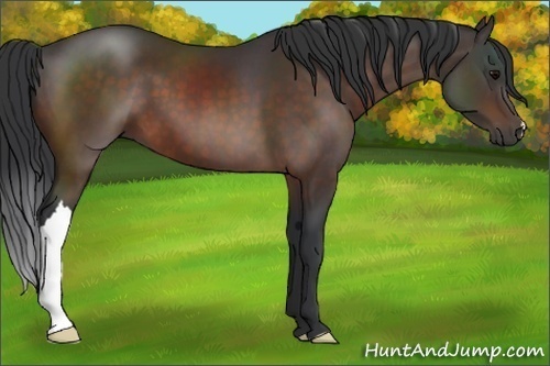 Horse Color:Brown 
