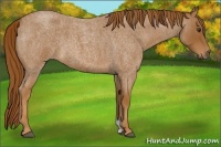 Horse Color:Red Roan 