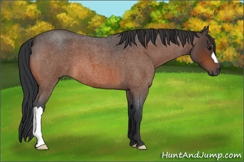 Horse Color:Bay Roan