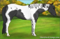 Horse Color:Black Tobiano 