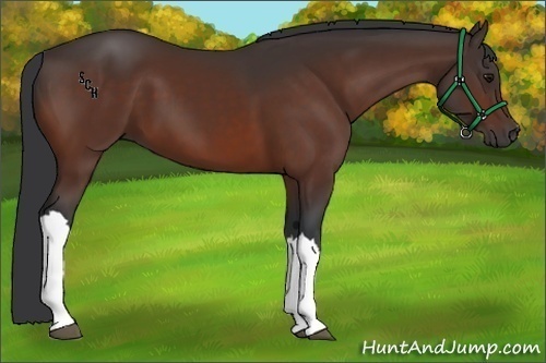 Horse Color:Brown 