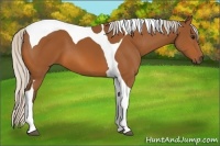 Horse Color:Silver Bay Tobiano