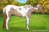 Horse Color:Red Roan Tobiano 