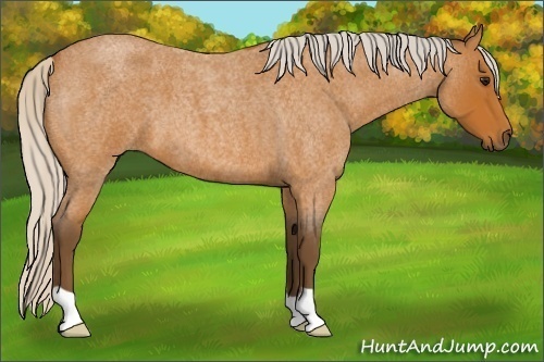 Horse Color:Silver Bay Roan 