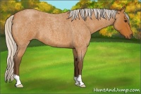 Horse Color:Silver Bay Roan 
