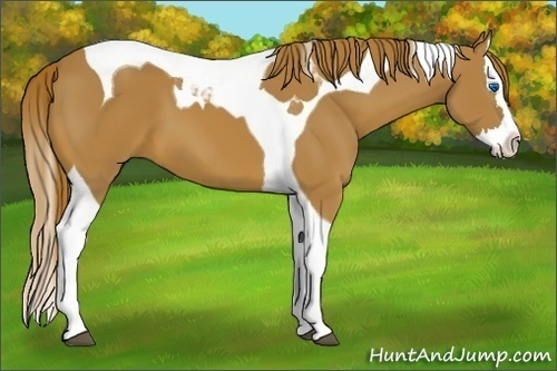 Horse Color:Chestnut Splash Tobiano