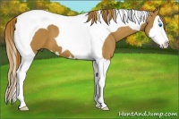 Horse Color:Chestnut Splash Tobiano