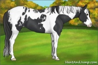 Horse Color:Black Splash Tobiano Appaloosa 