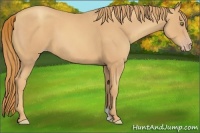 Horse Color:Gold Champagne 