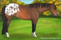 Horse Color:Bay Appaloosa