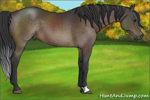 Horse Color:Brown 