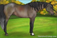 Horse Color:Brown 