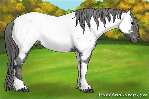 Horse Color:Black Tobiano Near Fewspot 