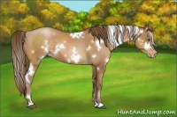 Horse Color:White Spotted Brown Pearl
