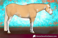 Horse Color:Gold Cream Champagne Sabino