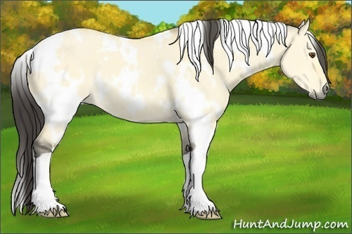 Horse Color:White Spotted Buckskin Dun 