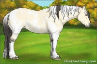 Horse Color:White Spotted Buckskin Dun 