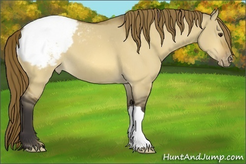 Horse Color:Buckskin Dun Varnish