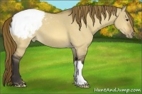 Horse Color:Buckskin Dun Varnish