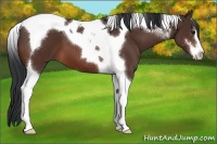 Horse Color:Brown Sabino Tobiano