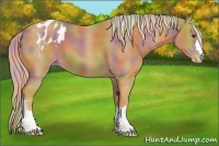 Horse Color:Nacre Palomino Appaloosa