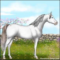 Horse Color:Liver Chestnut Sabino Splash