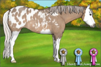 Horse Color:Gray Silver Bay Roan Dun Splash Appaloosa 