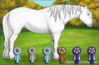 Horse Color:Gray White Spotted Gold Champagne Dun Appaloosa 