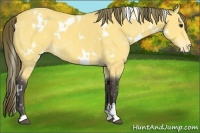Horse Color:White Spotted Buckskin Appaloosa 