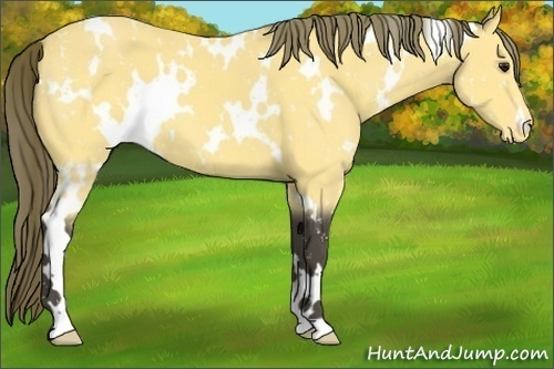 Horse Color:White Spotted Buckskin Appaloosa 