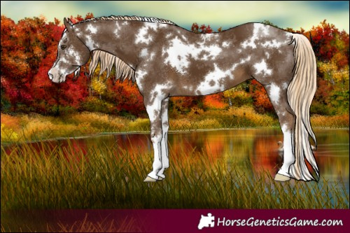 Horse Color:White Spotted Chocolate Palomino Sabino 