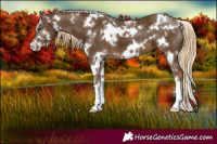Horse Color:White Spotted Chocolate Palomino Sabino 