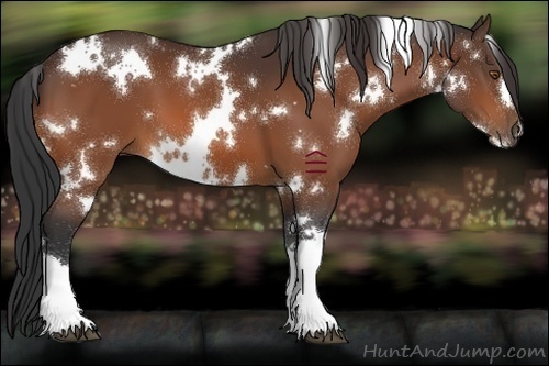 Horse Color:Unknown 