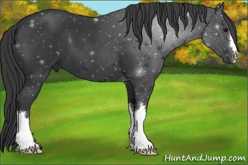Horse Color:Black 