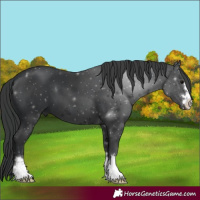 Horse Color:Black 
