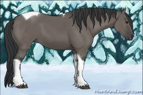 Horse Color:Unknown 