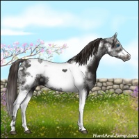 Horse Color:Liver Chestnut Tobiano Frame 