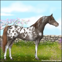 Horse Color:Liver Chestnut Sabino Tobiano Appaloosa 